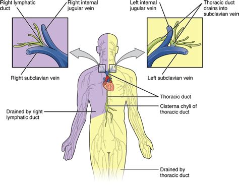 the walls of lymph ducts are most similar to